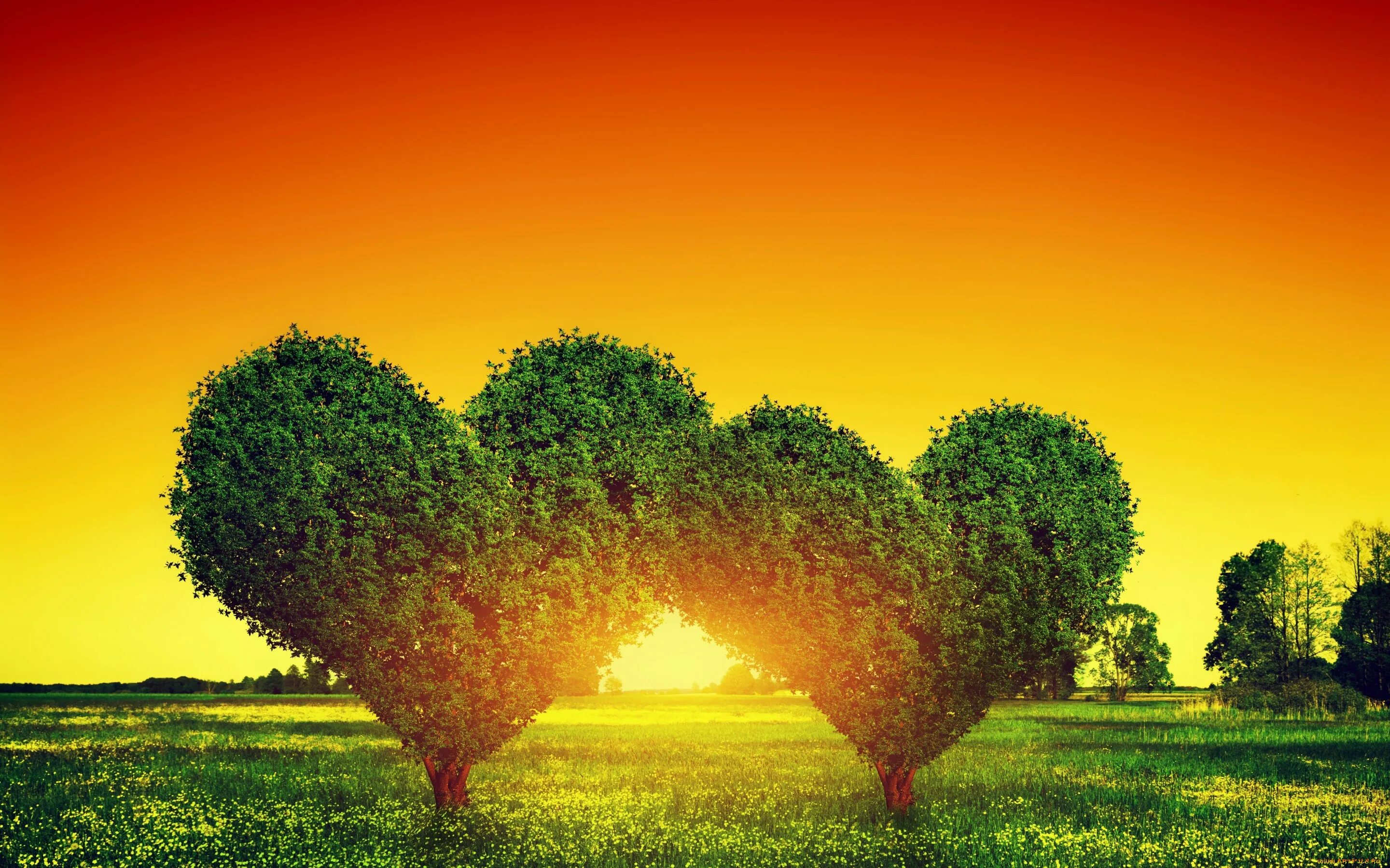 Lovely tree