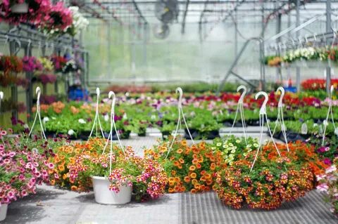 Adrienne BresnahanGetty Images. garden center shopping tips. 