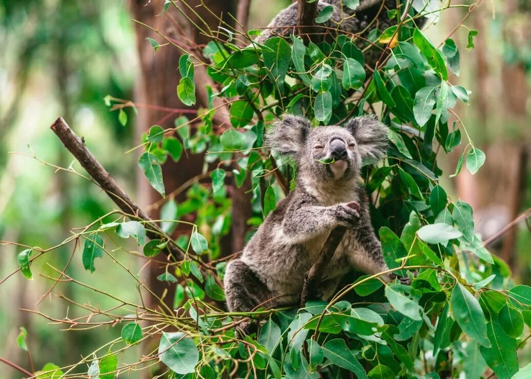 День коалы. Коала на бамбуке. Млекопитающие коала. Коала пьет воду. Коала фото.