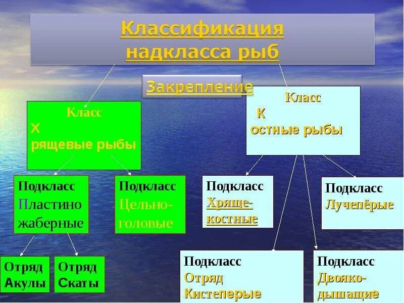 "Отряды костных рыб классификация. Систематика хрящевых и костных рыб. Систематика класса костные рыбы. Надкласс рыбы классификация. Классификация рыб класс