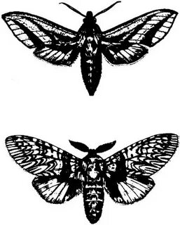 Angels and insects