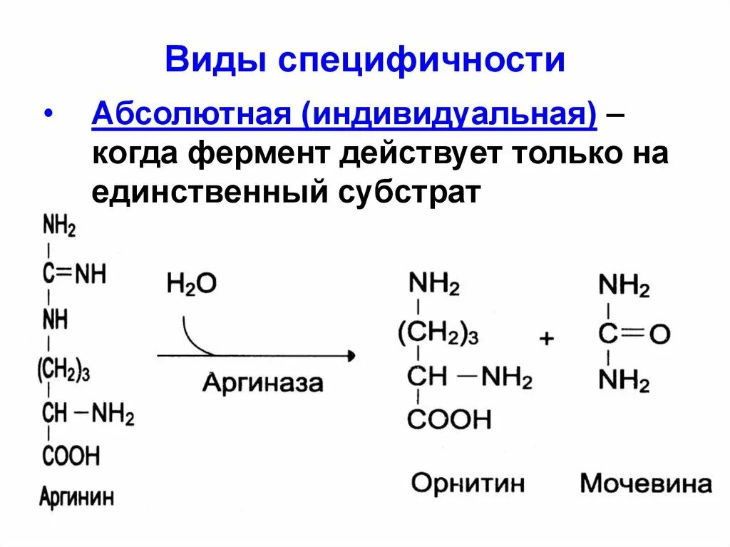 Видовая специфичность. Фермент с относительной субстратной специфичностью примеры. Абсолютная специфичность действия ферментов. Специфичность ферментов типы и примеры. Специфичность ферментов примеры.