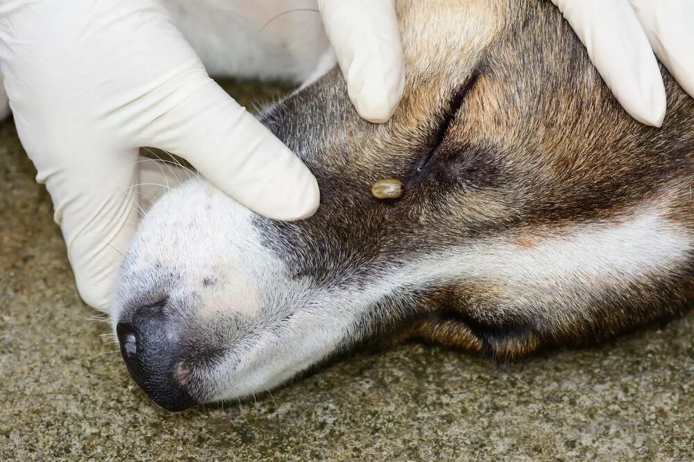 Пироплазмоз после лечения. Пироплазмоз (бабезиоз) у собак. Пироплазмоз у собак слизистые. Иксодовый клещ пироплазмоз.
