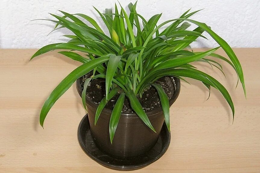Хлорофитум виды с названиями. Хлорофитум капский. хлорофитум капский chlorophytum. хлорофитум зеленый цветок. хлорофитум капский хохлатый.