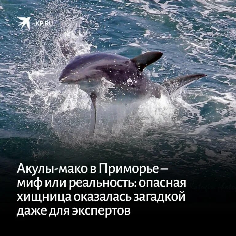 Акулы во владивостоке. Акулы в Владивостоке Шамора. Остров русский акулы. Нападение акулы во Владивостоке.