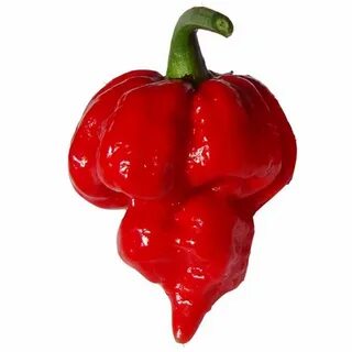 World pepper