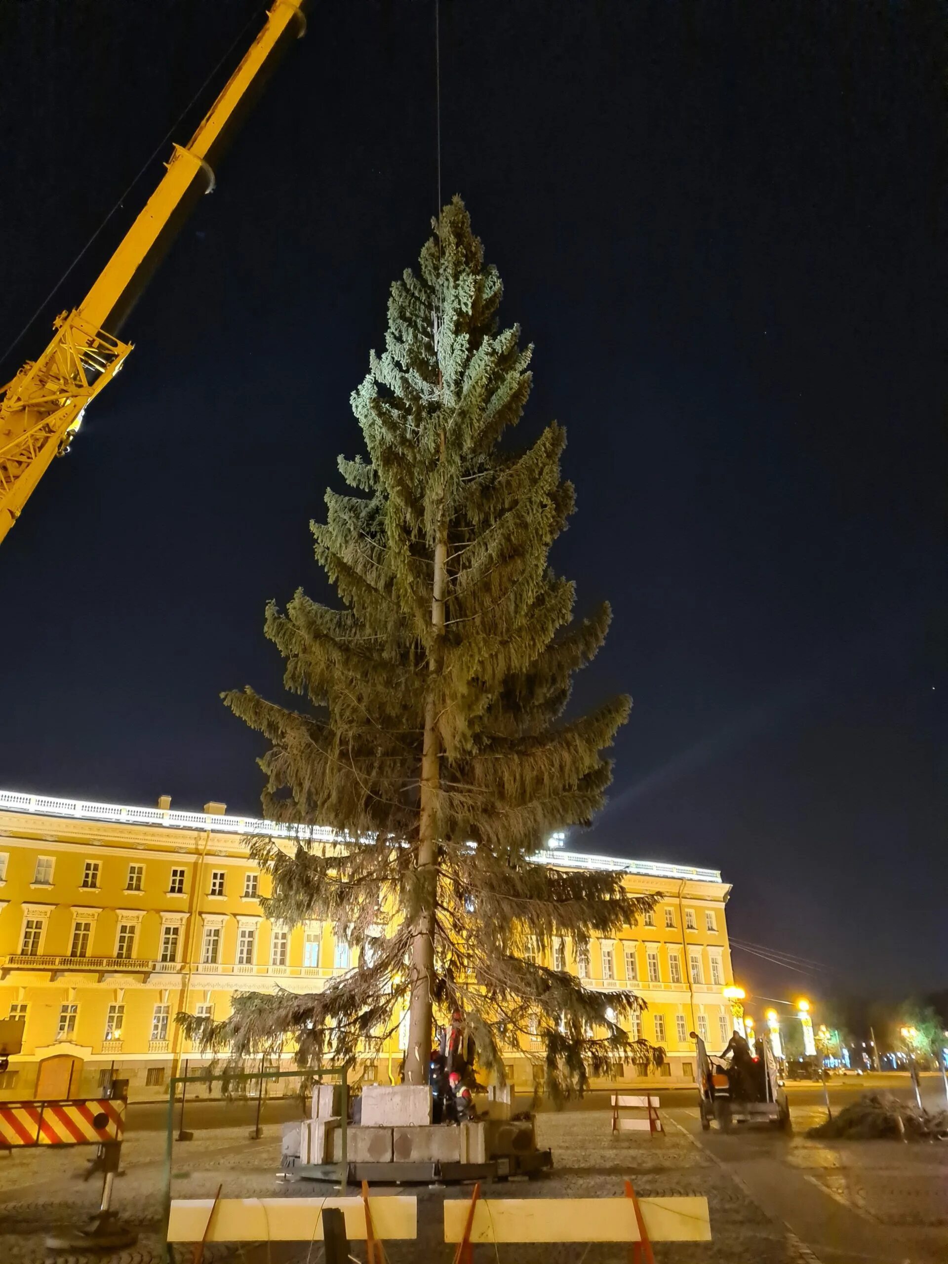 Сколько елок в питере