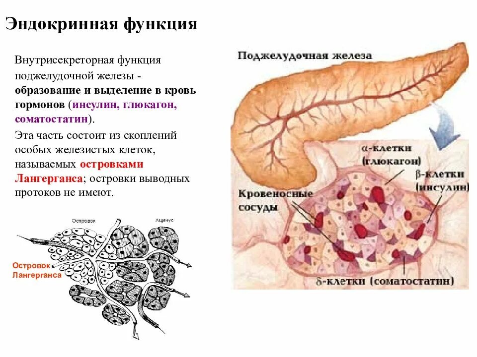 Поджелудочная железа строение гормоны функции. Строение поджелудочной железы островки лангерганса. функция островков лангерганса поджелудочной железы. панкреатические островки функции. функции инкреторной части поджелудочной железы.