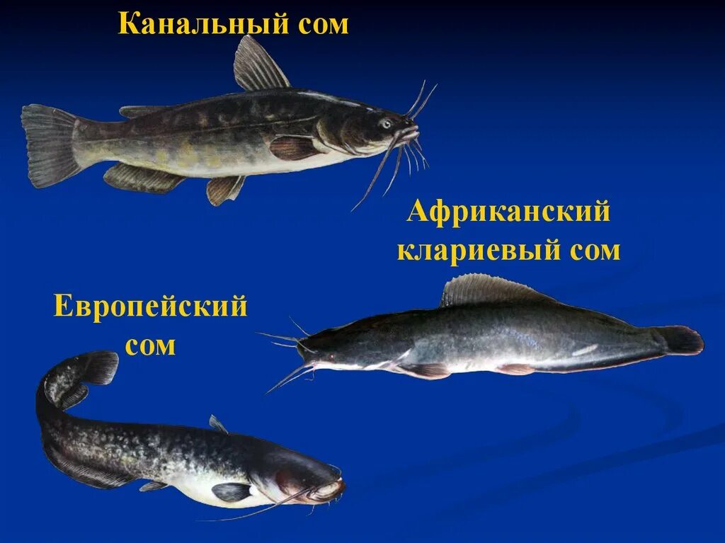 Рыба налим и сом отличие. Отличие сома. Разновидность налима. Сом обыкновенный silurus glanis. Сом солдатова и амурский сом отличия.
