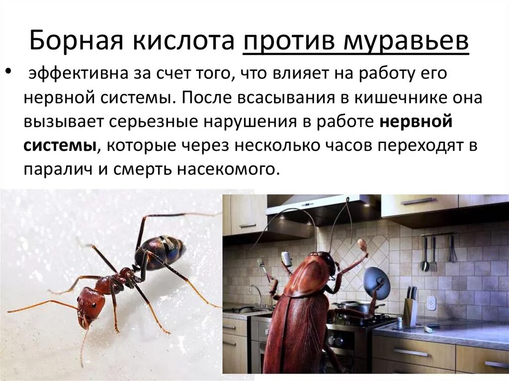 Муравьи как использовать