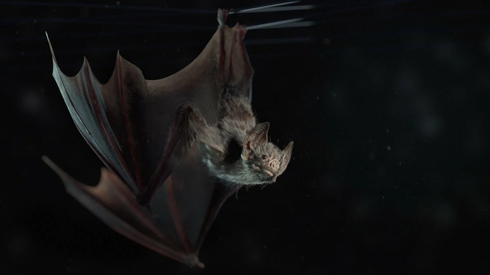 Игра про летучую мышь. Вампир-летучая мышь (the vampire bat) {х/ф}. летучие мыши вампиры дракула. дракула лаура летучая мышь.