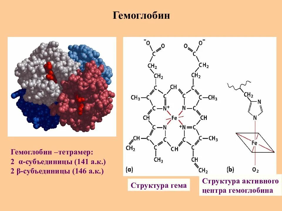 Строение и функции гемоглобина. Строение гемоглобина схема. строение гемоглобина химия. строение гемоглобина формула. строение молекулы гемоглобина биохимия.