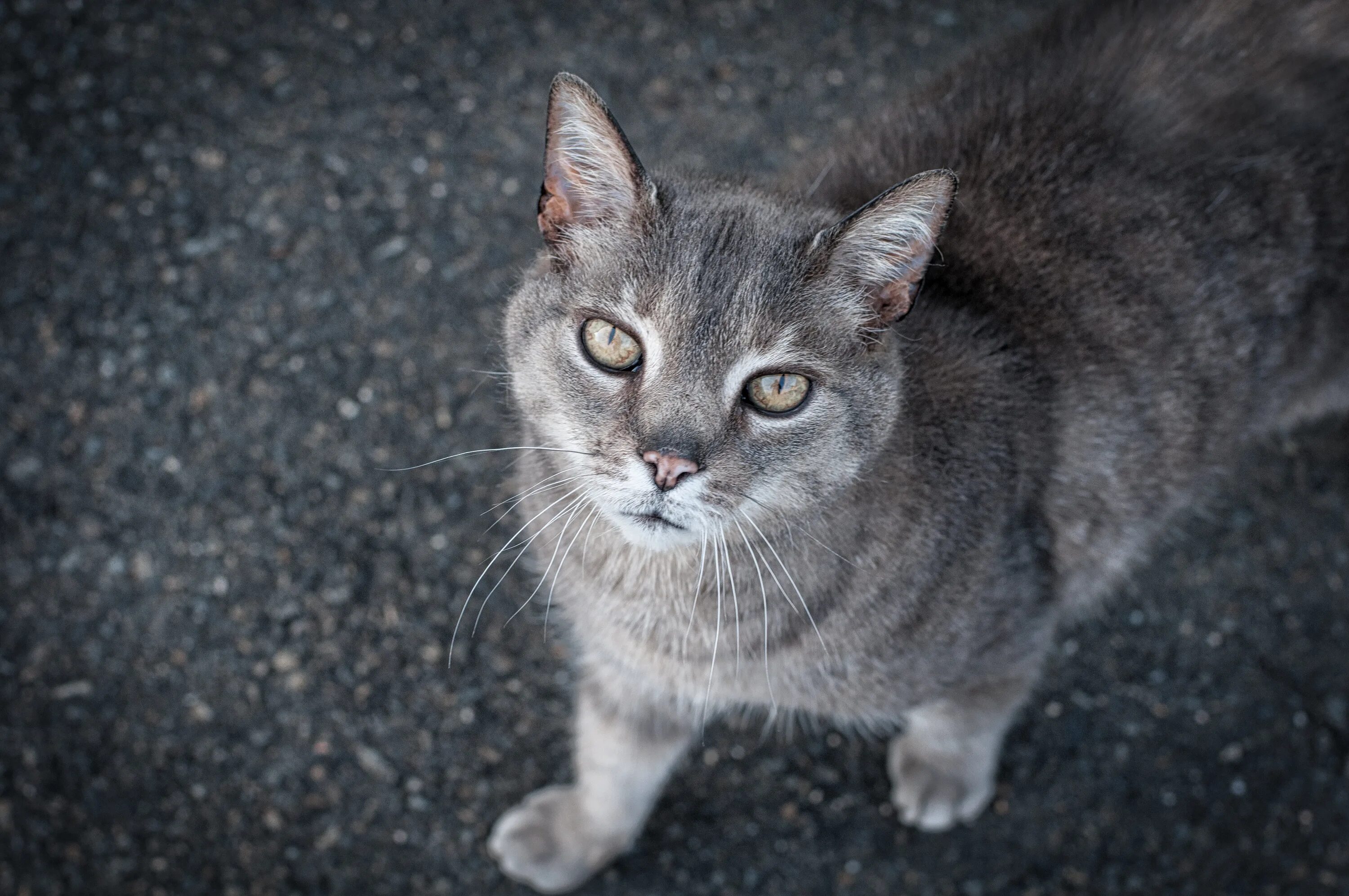 Серые коты с пятнами. Европейская короткошерстная кошка. Европейская короткошерстная кошка серая. Серо-белая европейская короткошерстная кошка. Европейская голубая короткошерстная кошка.