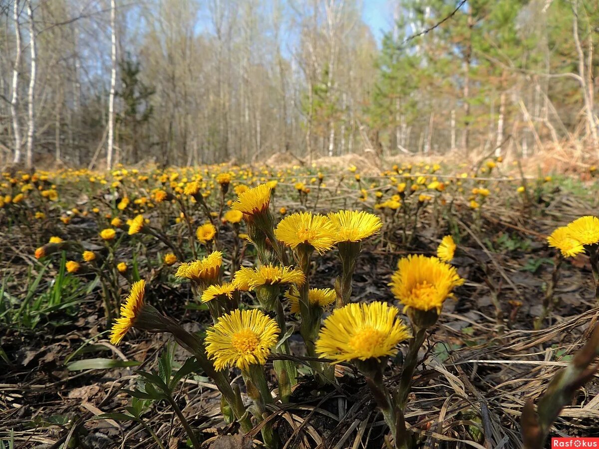 цветы первоцветы мать и мачеха. первоцветы одуванчика и мать-и-мачехи. расцветающая мать и мачеха. мать-и-мачеха (мать-и-мачеха). мачеха лес.