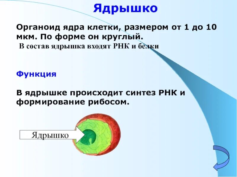 Ядрышко строение и функции. Органоид ядрышко строение и функции. функция ядрышка в растительной клетке. строение и функции ядрышка клетки.