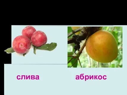 Абрикос существительное