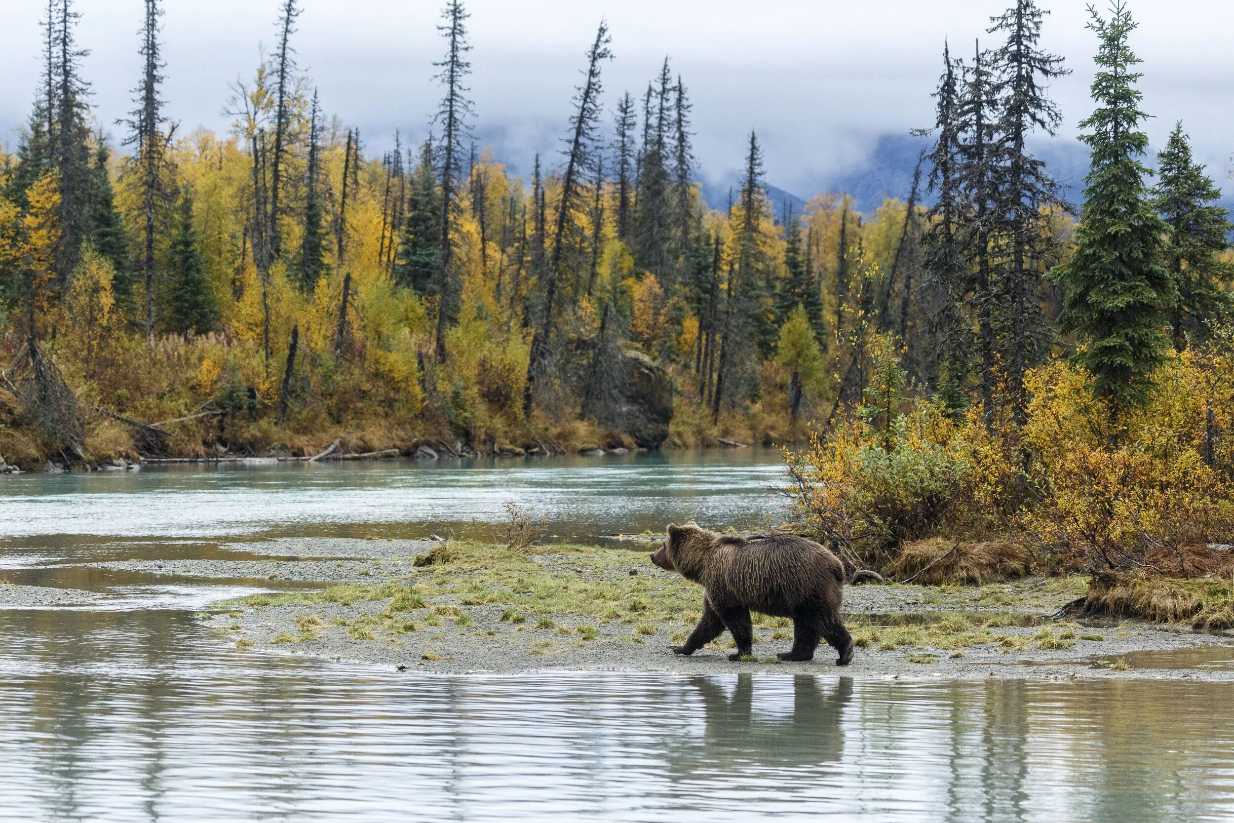 Обитатели аляски. Alaska Wild Life. Аляска заповедник Дикая природа. Природа и животные Аляски. Аляска экология.