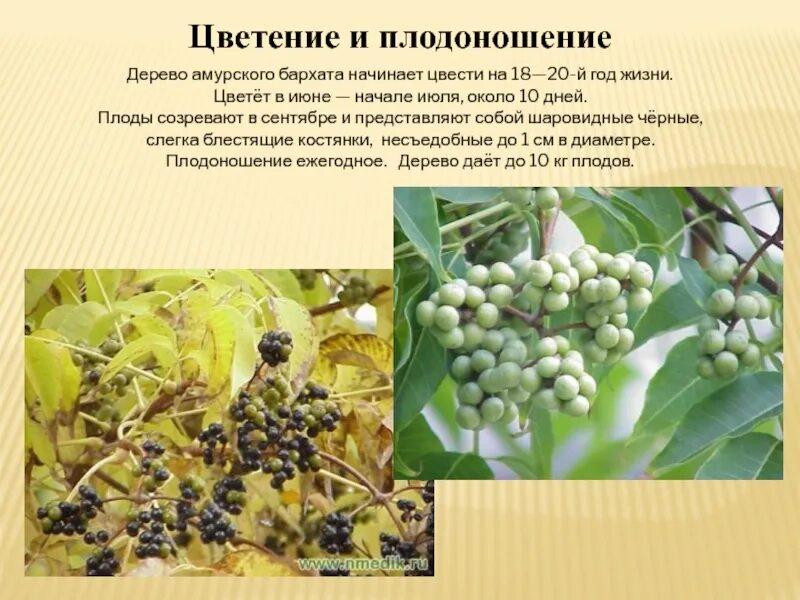 Амурский бархат ягода и их применение. Бархат амурский цветение. амурский бархат дерево плоды. бархат амурский ареал. бархат амурский дерево цветение.