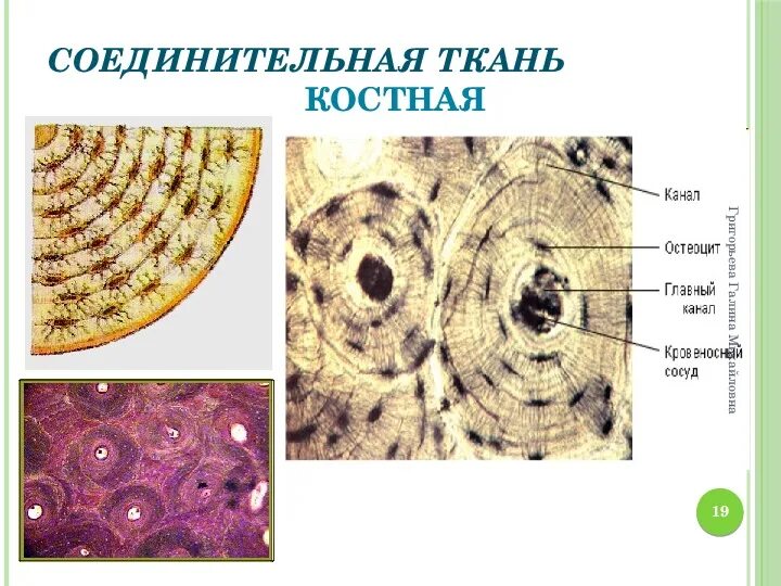 Окраски костной ткани