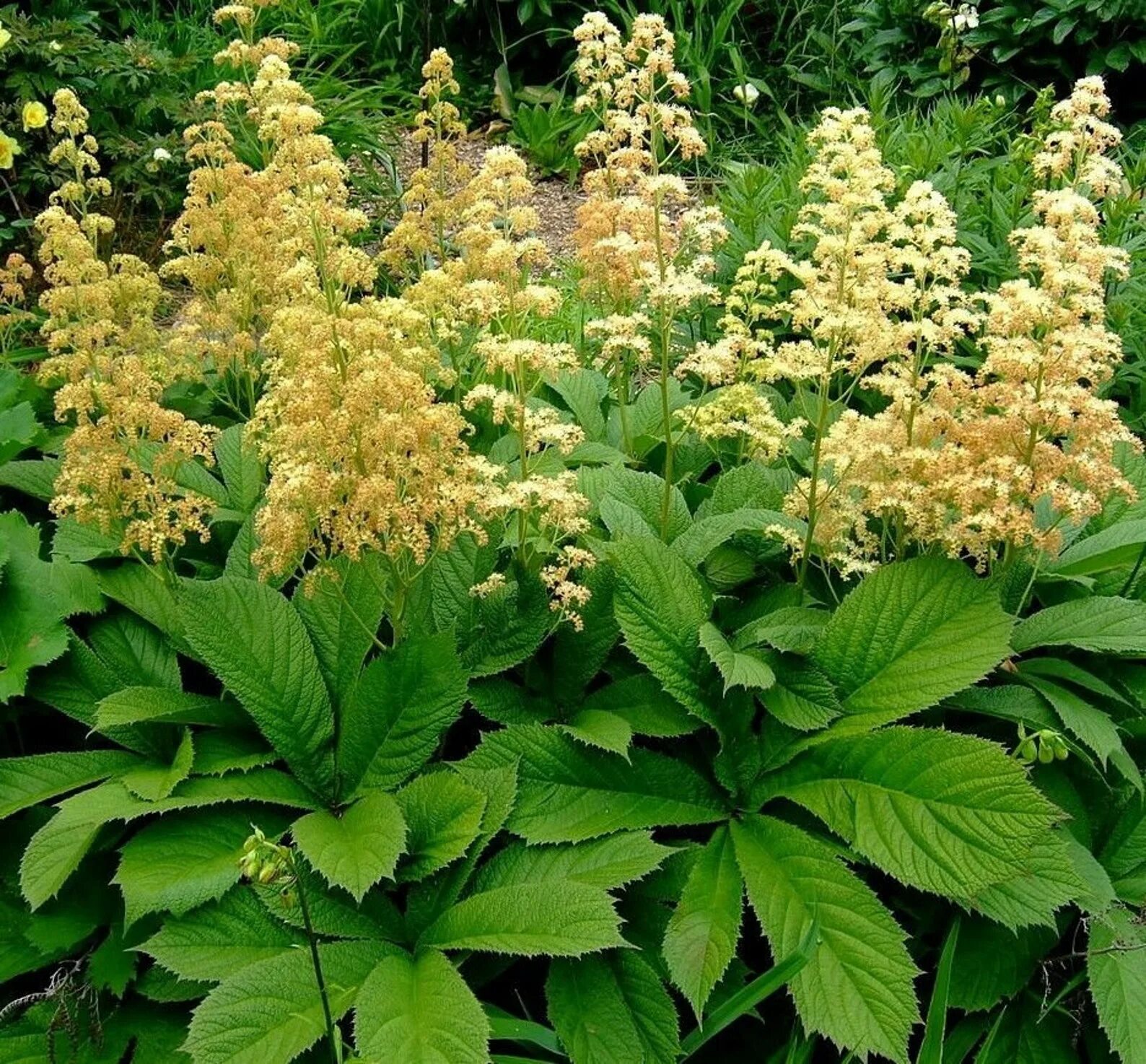 Роджерсия aesculifolia. Роджерсия подофилловая браунлауб. Роджерсия aesculifolia. Роджерсия каштанолистная уход в открытом грунте. Роджерсия каштанолистная уход в открытом грунте.