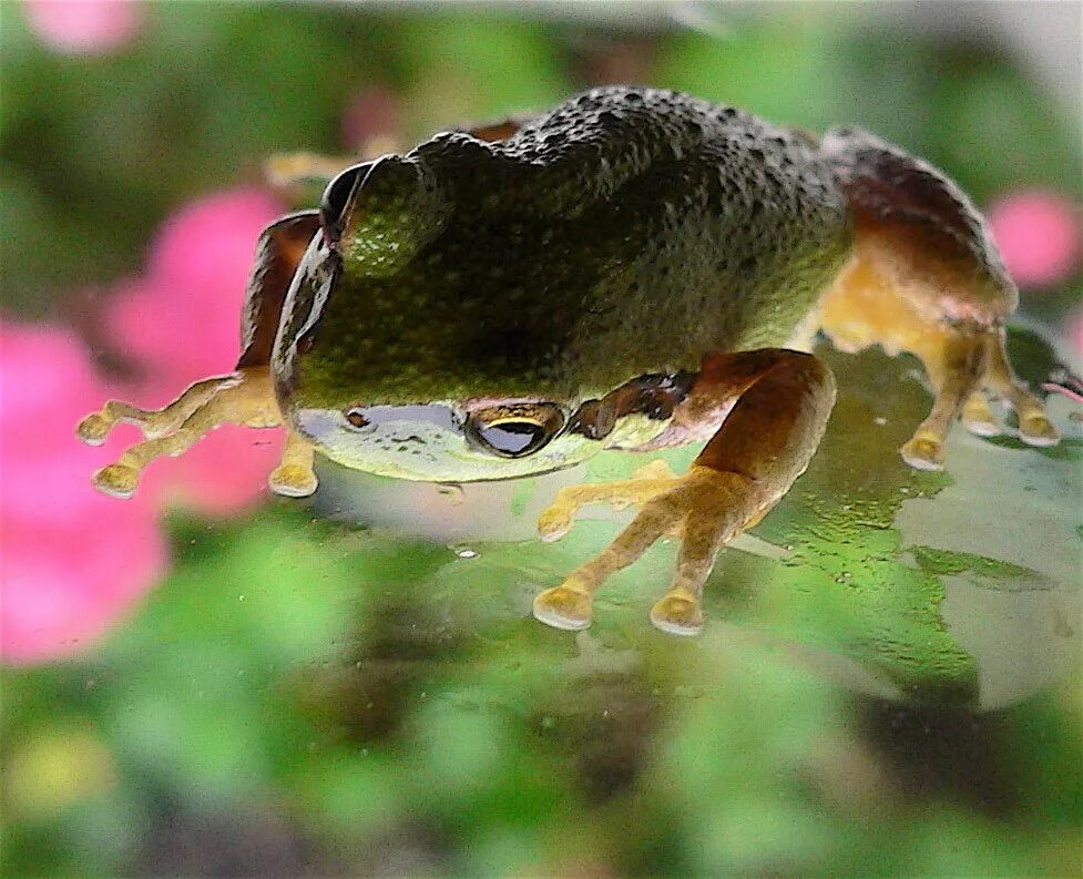 Жепка лягушки. Царевна лягушка картинки карандашом для срисовки. Frogs 18. Frog doodle. Real frog pdf.
