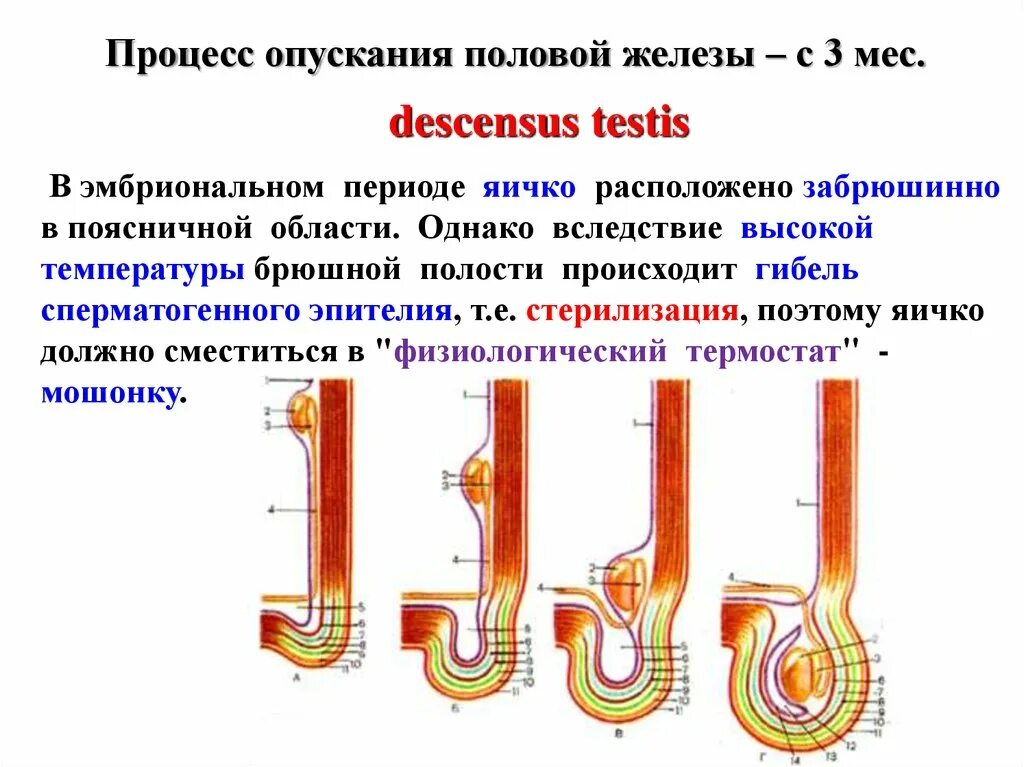 Эмбриогенез опускания яичка. Процесс опускания яичка. Процесс опкскпния чичее. . Процесс опускания яичка. Оболочки яичка. Не опускаются яички что делать