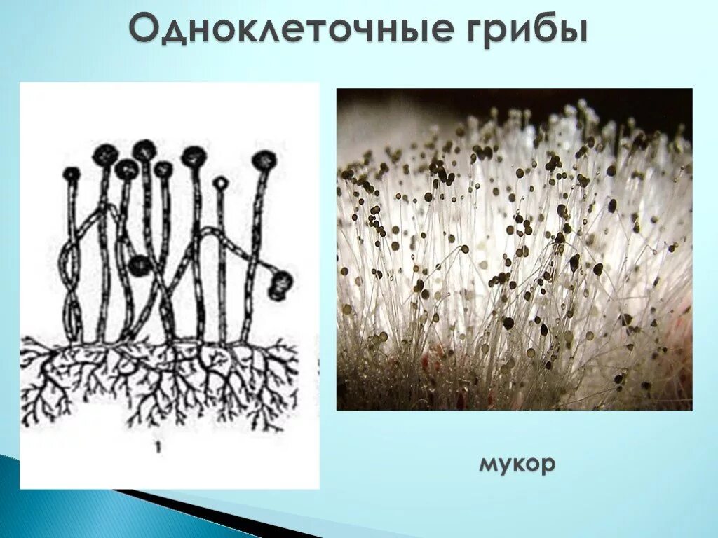 Среди грибов встречаются как одноклеточные. Гриб мукор (Mucor). Плесневый гриб мукор строение. Плесневые грибы рода Mucor. Одноклеточные плесневелые грибы.