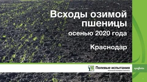 Обработка озимого