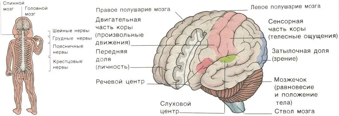 Формирование головного и спинного мозга. Головной и спинной мозг человека анатомия для детей. отделы головного и спинного мозга рисунок. строение мозга новорожденного ребенка. строение головного мозга грудничка.