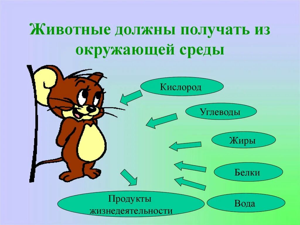 И т д к признакам. Продукты жизнедеятельности животных. Обмен веществ у животных. Метаболизм у животных. Продукты обмена веществ у животных.