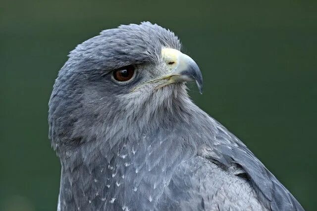 Голубой орел фото Free Images : nature, wing, wildlife, beak, feather, fauna, raptor, bird of prey