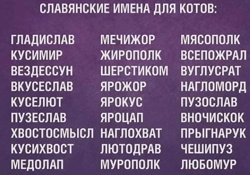 Неожиданные имена. Славянские и ена котов. славянскиетмена для котов. славянские имена для кошек. старославянские имена для котов.