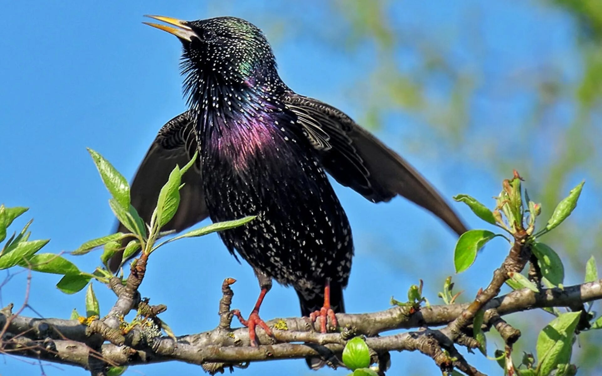 Обыкновенный скворец (Sturnus vulgaris). Желтогрудый скворец. Шпак скворец. Обыкновенный скворец (Sturnus vulgaris l.).