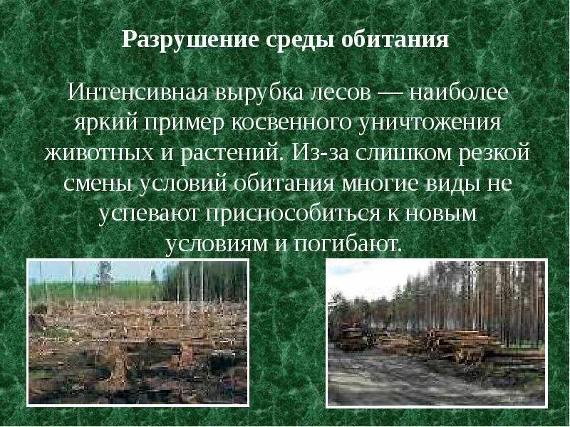Разрушение среды обитания. Разрушение среды обитания животных. Влияние вырубки лесов. Вырубка лесов влияние на животных. Резкое изменение условий среды