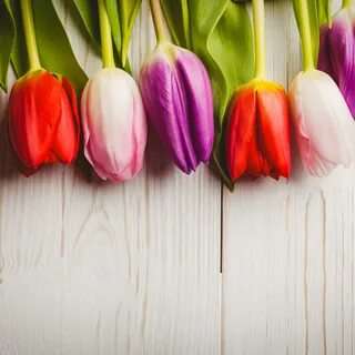 Скачать обои цветы, букет, colorful, тюльпаны, red, white, wood, flowers, tulips