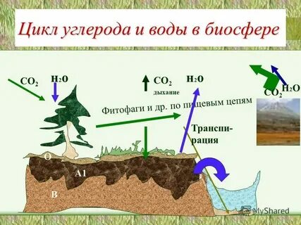 3 функции почвы