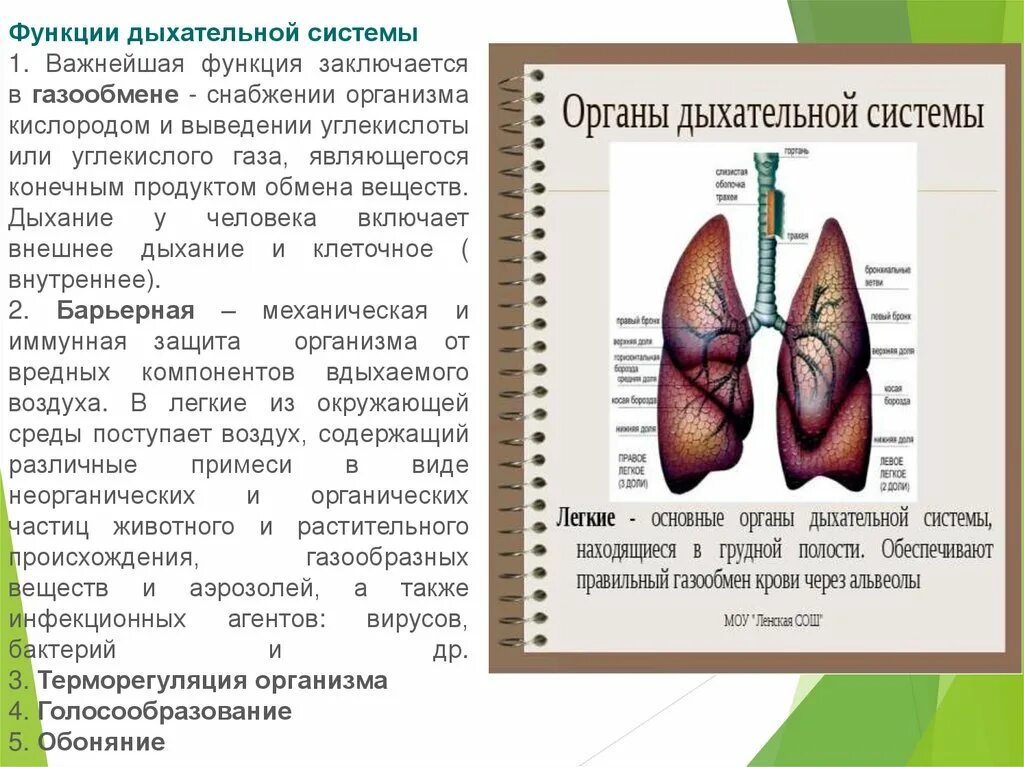 Вдох функции. Функции дыхательной системы. Функйиидыхательная система. Строение и функции дыхательной системы. Система органов дыхания функции.