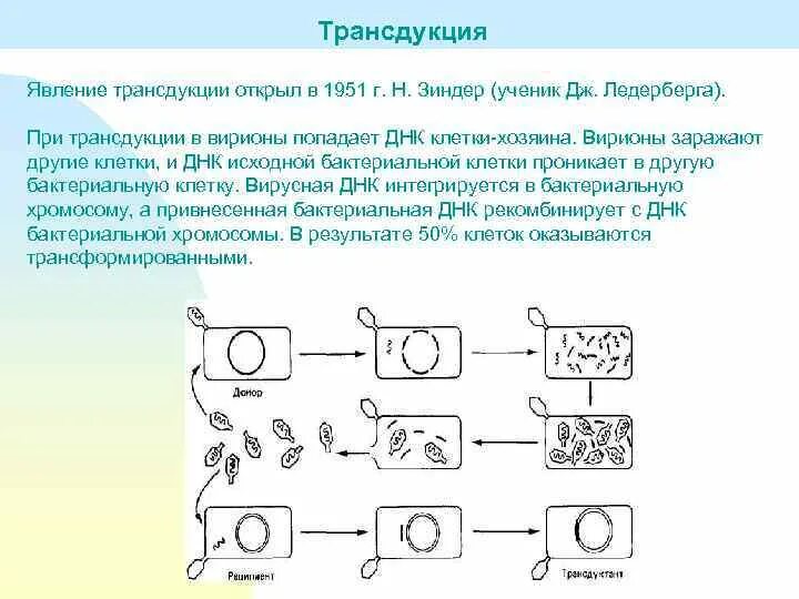 Феномен трансформации. Трансдукция у бактерий опыт. опыт трансформации и трансдукции у бактерий. опыт по трансдукции бактерий. трансдукция опыт ледерберга.