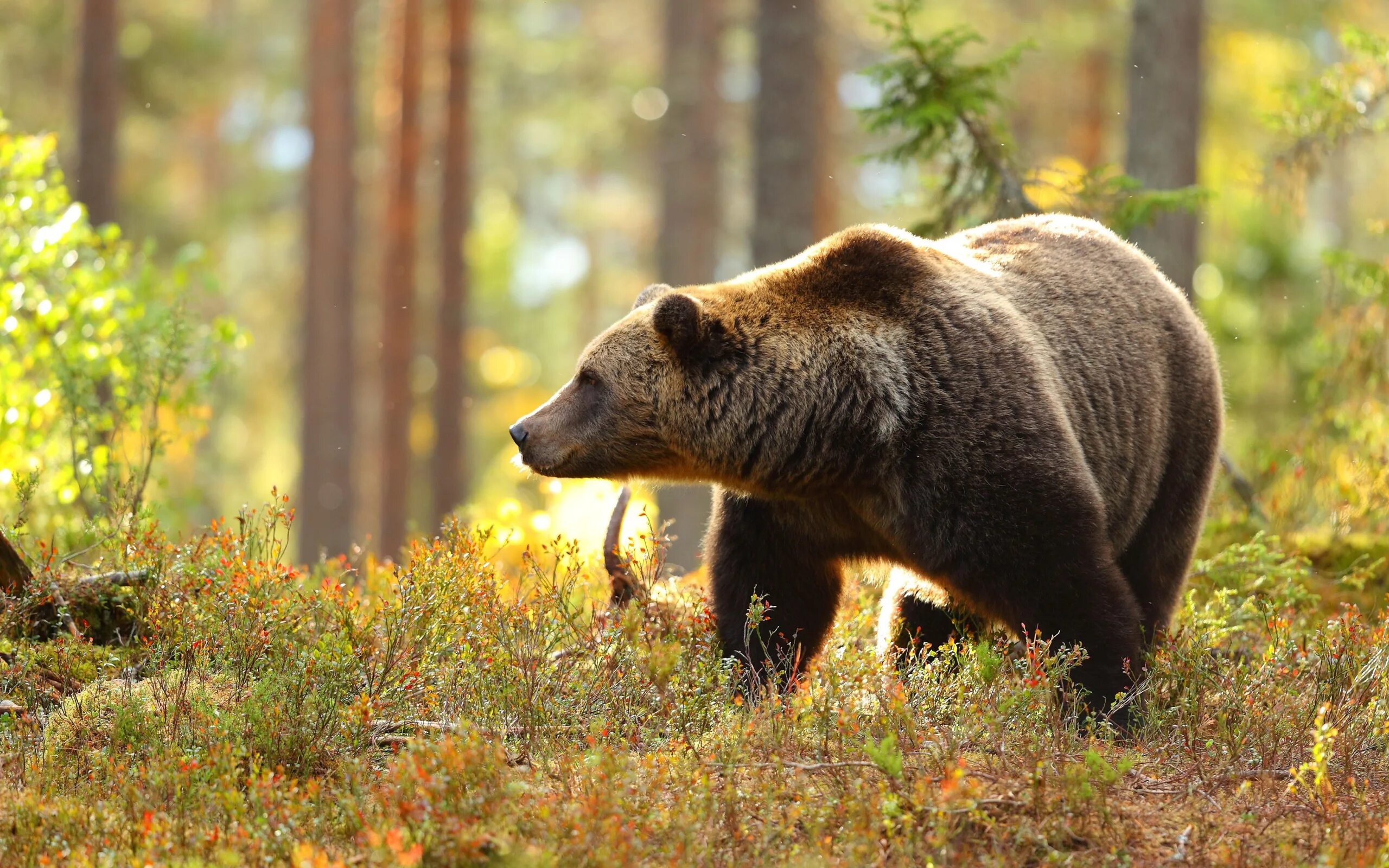 Широколиственные леса бурый медведь. Медведь в лесу. Бурый медведь в лесу. Медведь в осеннем лесу. Собака вывела из леса медведей