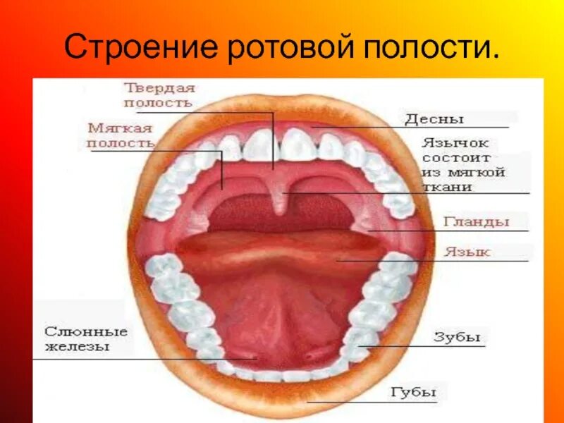 Полости рта руками