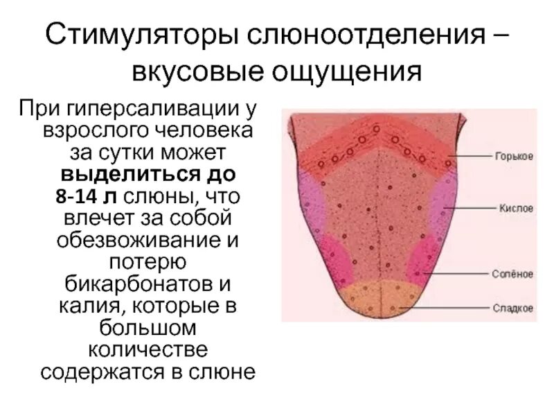 Слюноотделение