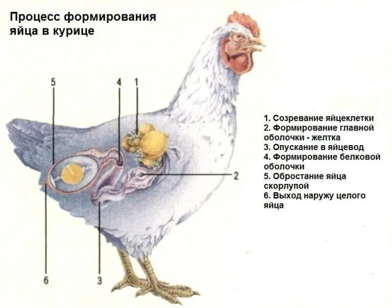 В каком возрасте начинает нестись. Процесс формирования яйца в курице. Первые яйца у кур несушек. Процесс появления яйца у курицы. Курица с яйцами.