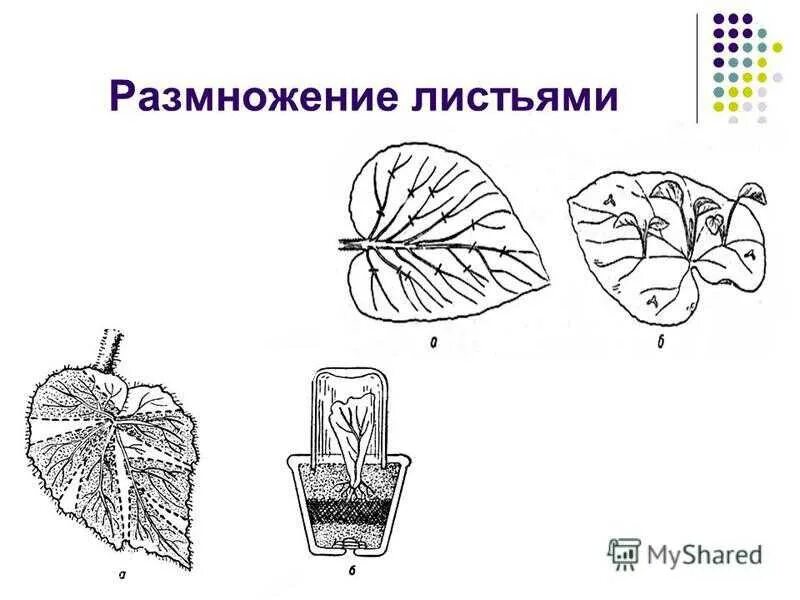 Процесс размножения листьев. Вегетативное размножение бегонии черенками. способ вегетативного размножения растений листовыми черенками. размножение бегонии листовыми черенками. размножение листовыми черенками.