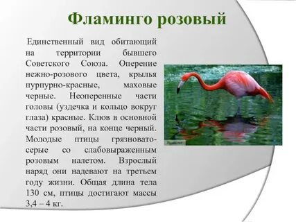 Розовый фламинго рассказ