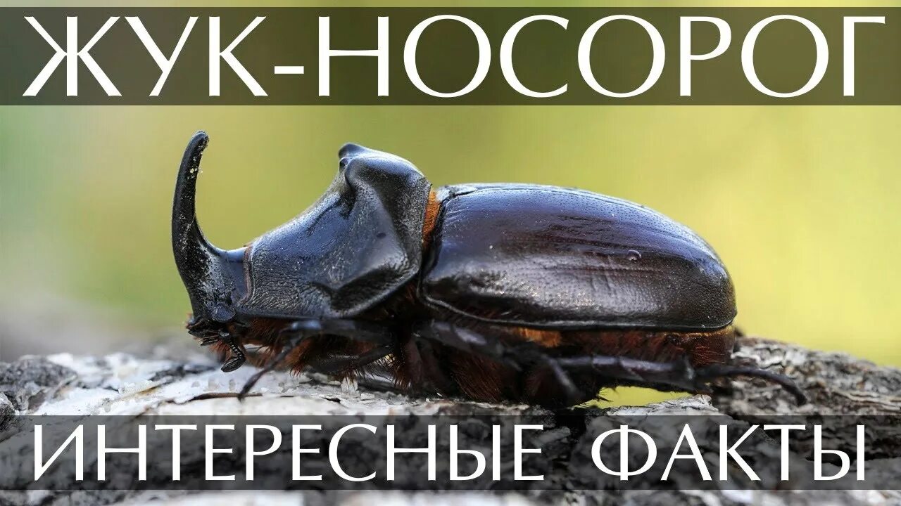 Жук носорог стадии развития. Жук носорог. интересные факты о жуках. безобидные жуки. носорог интересные факты.