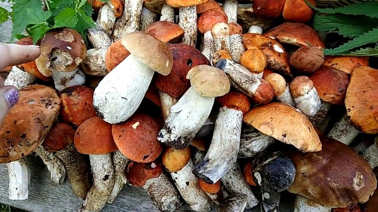 Много грибов. Белые грибы много. Грибы кучкой. Белые грибы куча.