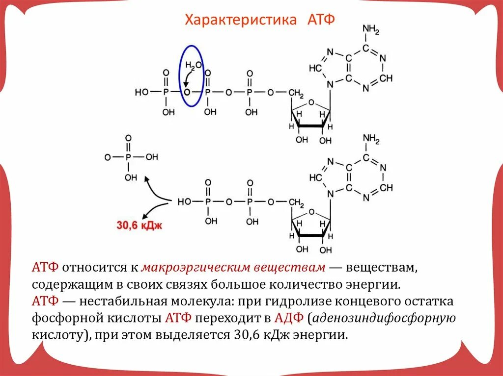 Строение АТФ макроэргические связи. АТФ фосфорная кислота. Гидролизом макроэргической связи АТФ. Макроэргические связи в молекуле АТФ.