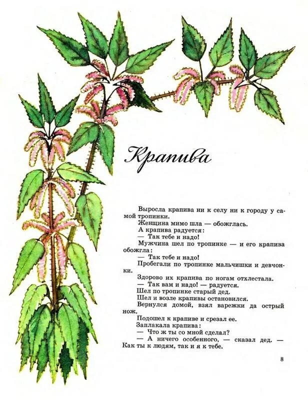 Сказка про крапиву. Стихотворение про крапиву. Сочинить сказку жила была крапива. Сказка про крапиву для детей.