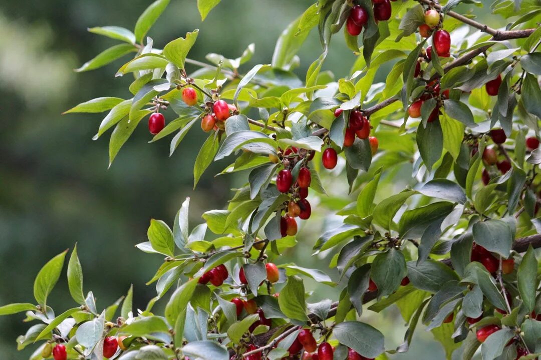 Кизил семен. Кизил шарбат турк. Кизил сорт семен. Кизил шарбат турк. Кизил обыкновенный.