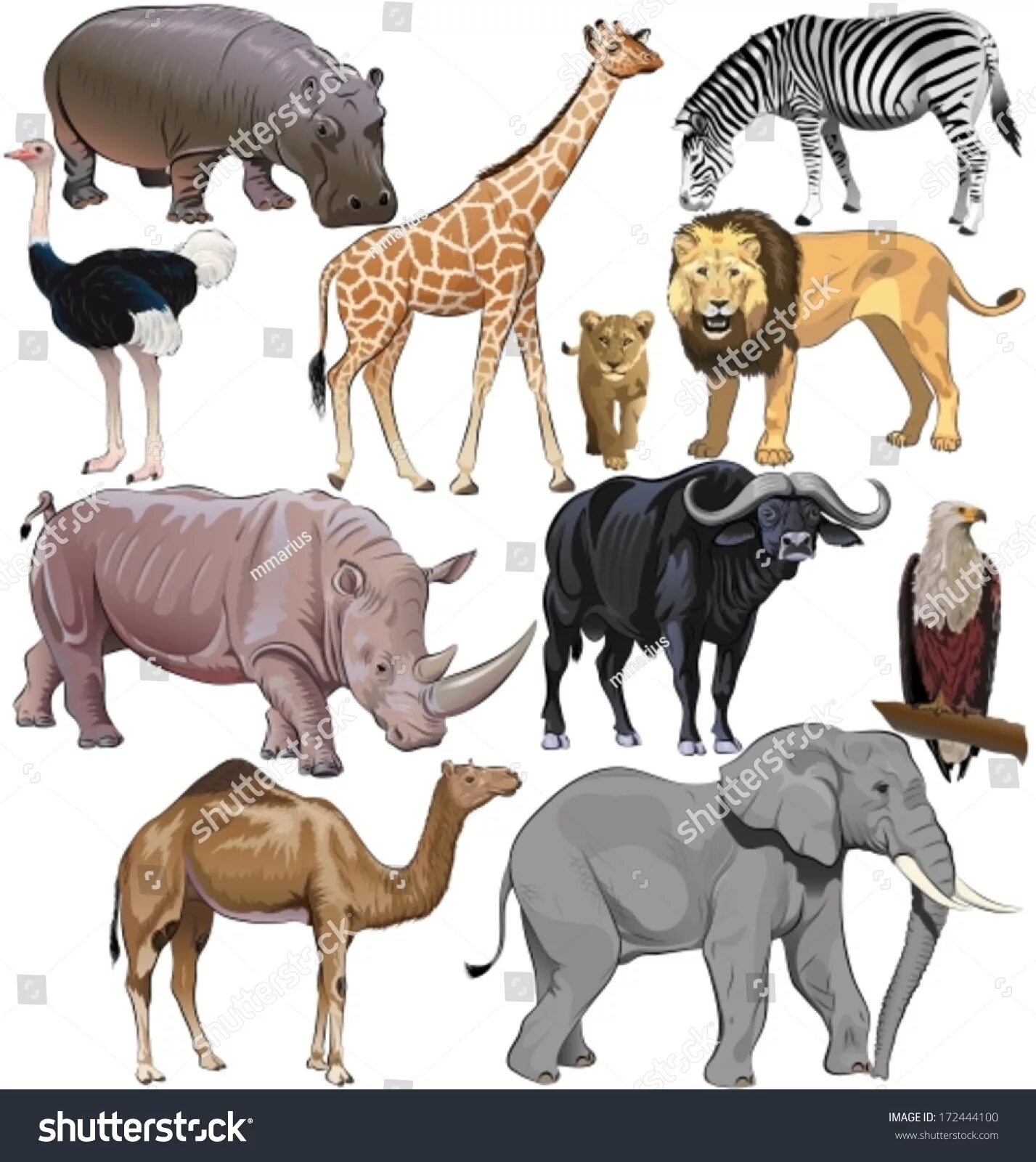 African Animals. Various Wildlife Animals of Africa, Vector Monkey or Marmoset a